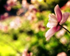 Tapeta Nature Flowers 564.jpg